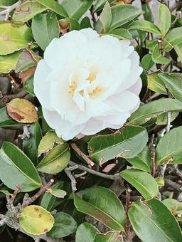 花11114 花,植物,自然の写真素材