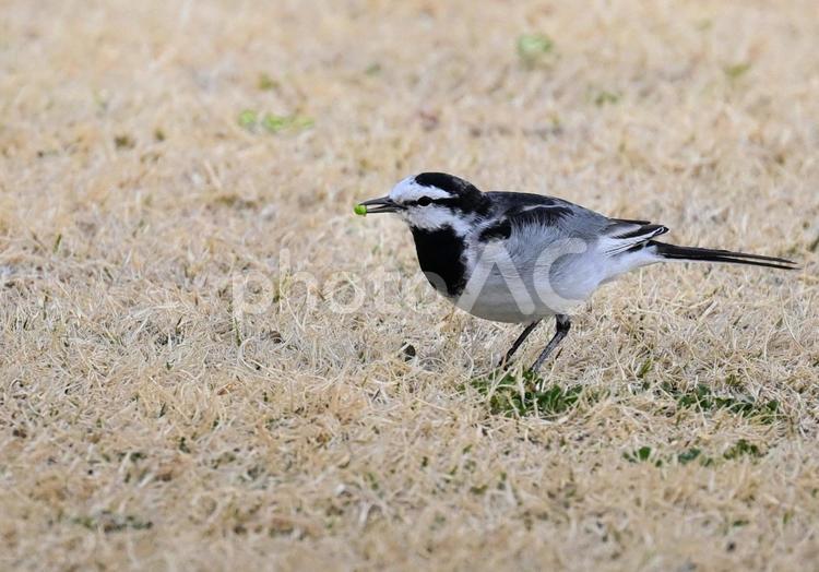 イモムシをくわえたハクセキレイ2 ハクセキレイ,野鳥,イモムシの写真素材