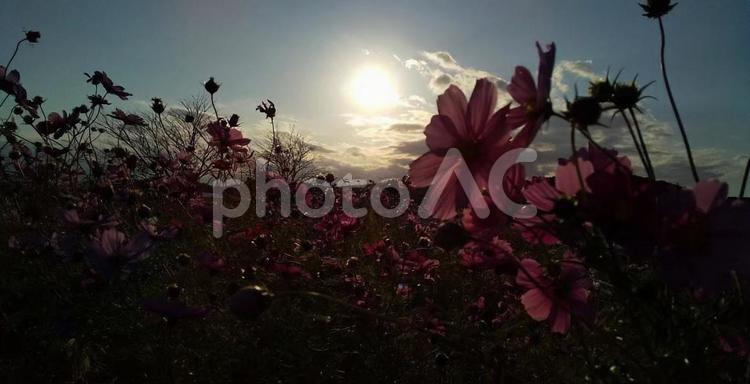 夕日に照らされるコスモス 花,自然,植物の写真素材