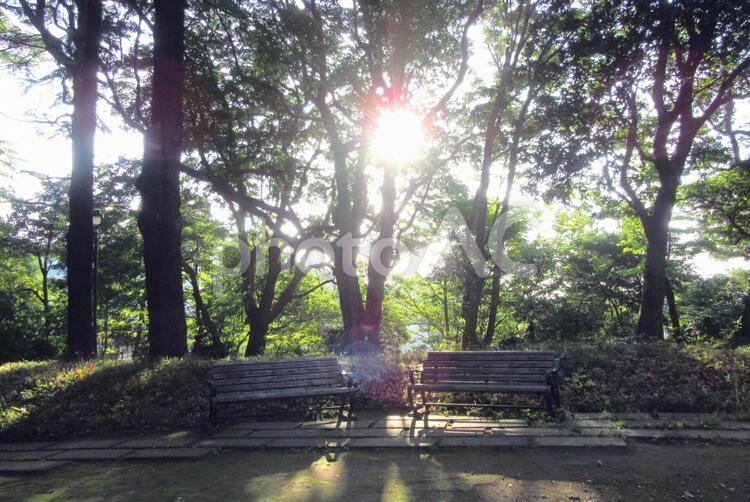 木漏れ日 ベンチ,土,太陽の写真素材