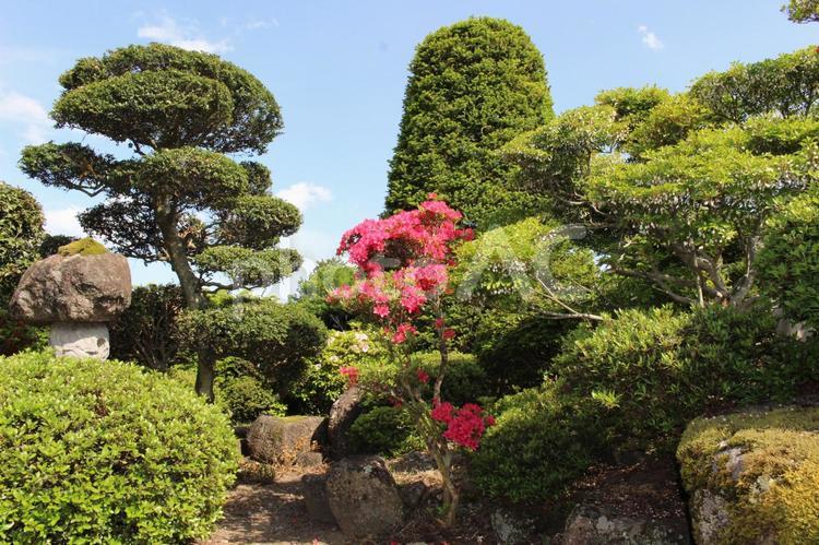 日本庭園 庭,庭園,日本庭園の写真素材