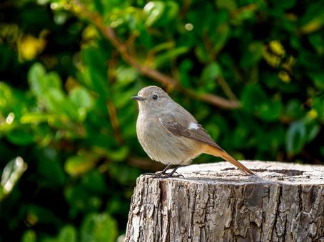切り株にとまるジョウビタキのメス 切り株にとまるジョウビタキのメス ジョウビタキ,ジョビコ,ジョウビタキのメスの写真素材