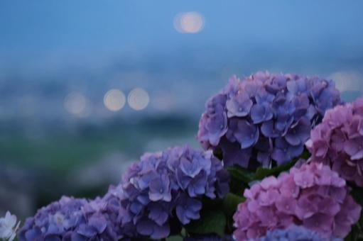 紫陽花 紫陽花の写真