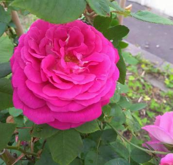 ピンクのバラ ピンクのバラの写真