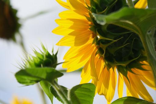 向日葵の写真