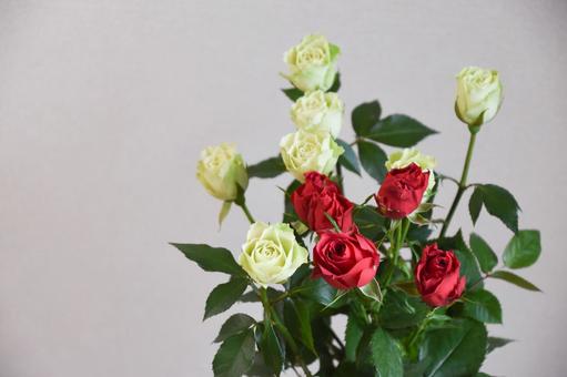 緑と赤のばら 緑と赤のばら 赤い薔薇,赤,緑の写真素材