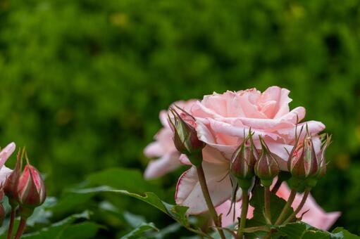 薔薇 薔薇の写真