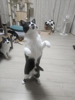 たったハチワレ姉猫+ たったハチワレ姉猫+の写真