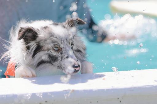 シェルティ 犬,シェルティ,ペットの写真素材
