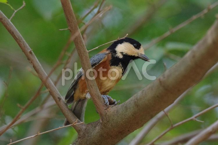 明治神宮御苑のヤマガラは人なつこい ヤマガラ,野鳥,鳥の写真素材