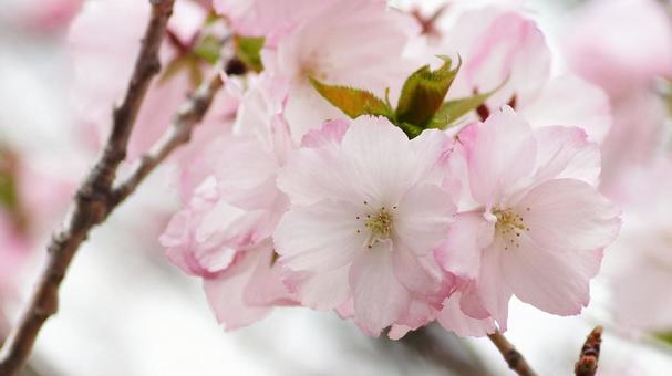 Satosakura-212, JPG