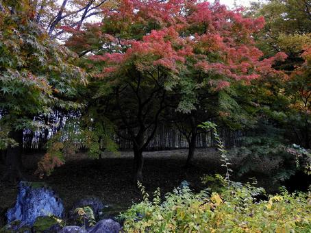 竹林と紅葉の写真