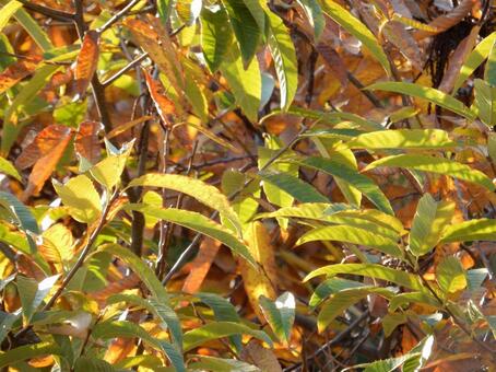 【紅葉写真】栗の葉の紅葉 栗,クリ,葉の写真素材