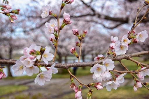 桜並木 桜並木の写真