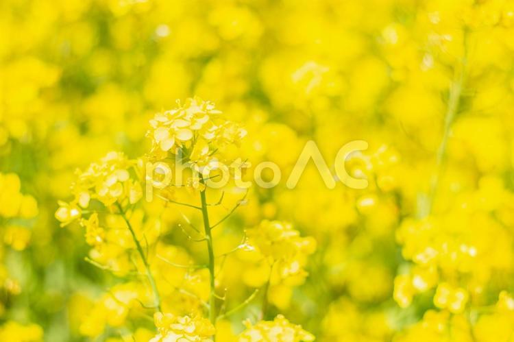 春の陽射しを浴びる菜の花１ 菜の花,花,菜の花畑の写真素材