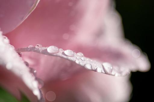 「感謝」が花言葉、ピンクの薔薇 「感謝」が花言葉、ピンクの薔薇の写真