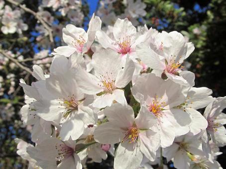 桜の写真