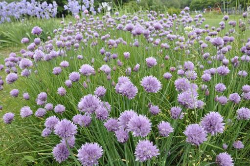 チャイブ1 チャイブ1 チャイブ,紫の花,紫の写真素材