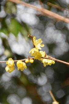 ロウバイ（蝋梅） ロウバイ,黄,蝋梅の写真素材
