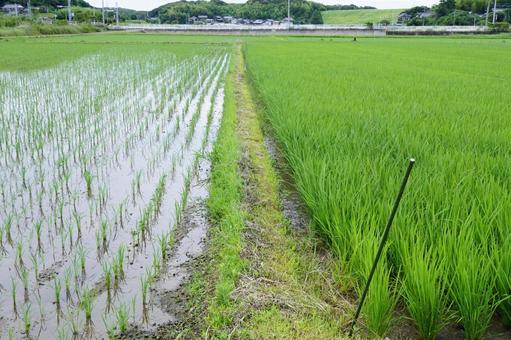 田んぼの畦道 田んぼの畦道の写真