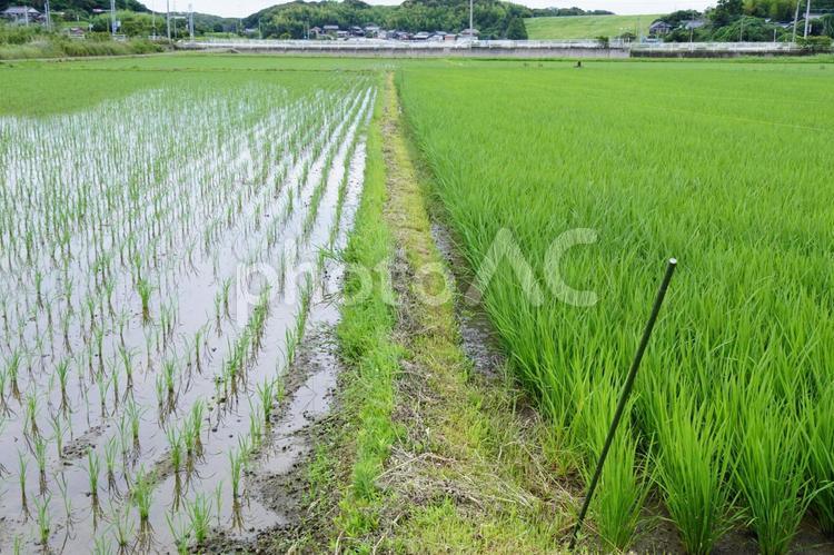 田んぼの畦道 稲,風景,景色の写真素材