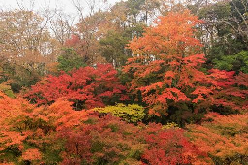 紅葉 紅葉,養老渓谷,筒森もみじ谷の写真素材