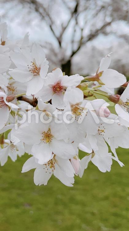 きれいに咲いた桜 桜,咲く,満開の写真素材