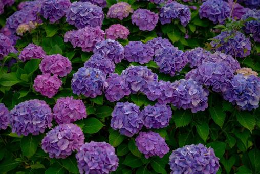 梅雨を彩る紫陽花の花園 あじさい,紫陽花,花の写真素材