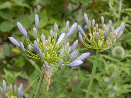 Photo, agapanthus, purple clam, cliviaceae, 