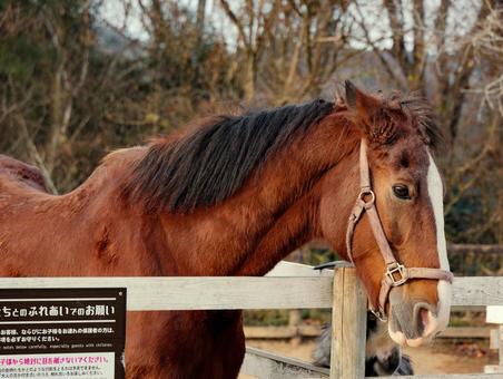 馬 馬,動物,競馬の写真素材