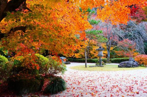 紅葉 紅葉の写真