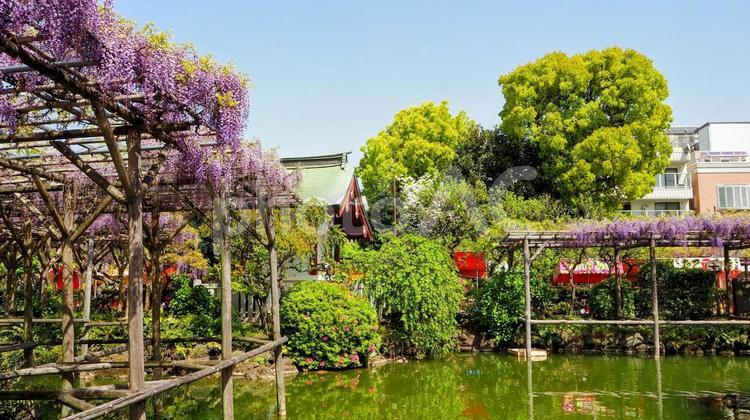 春の亀戸天神・藤の花＆心字池・江東区亀戸 春,藤,花の写真素材