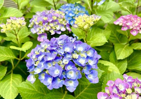 Hydrangea, JPG