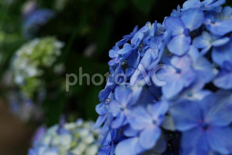 青色のアジサイと背景ボケ あじさい,花,自然の写真素材