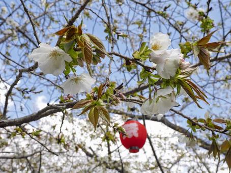 桜祭りの桜 桜祭りの桜の写真
