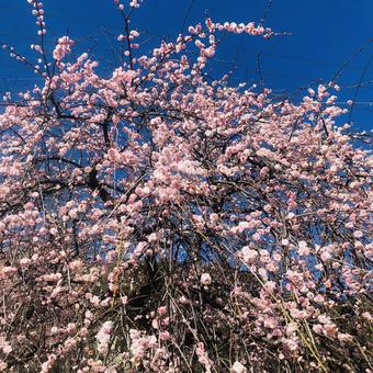 桜 桜の写真
