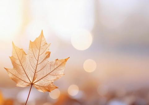 秋色の葉と柔らかな光の背景01の写真