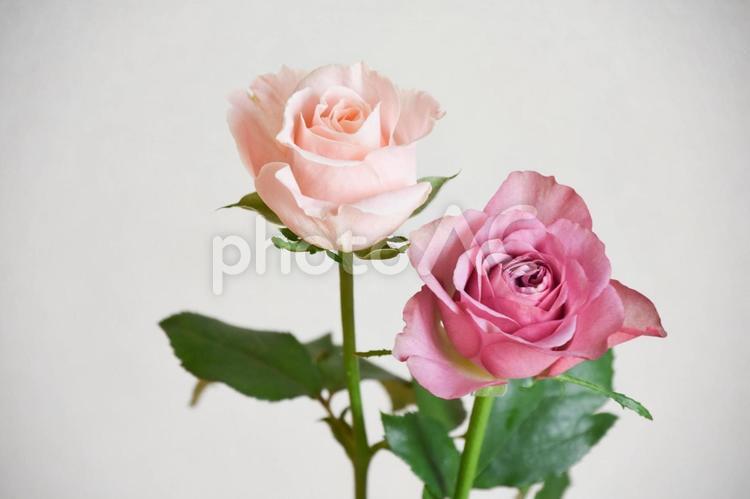 ピンクと紫のばら ピンク,紫,ばらの写真素材