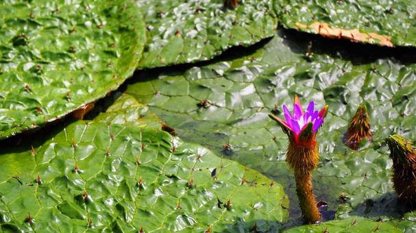 水元公園のオニバス池・紫色の花(葛飾区) 水元公園のオニバス池・紫色の花(葛飾区)の写真
