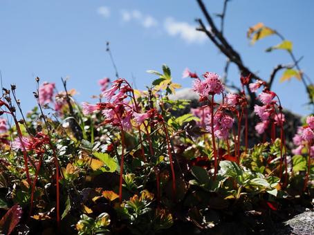 高山植物・イワカガミ イワカガミ,花,むらさきの写真素材