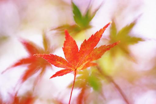鮮やかな紅葉 紅葉,秋,もみじの写真素材