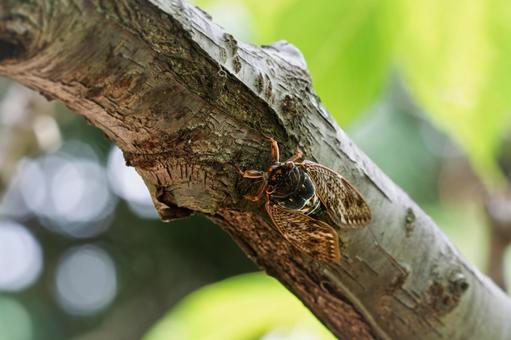 アブラゼミ アブラゼミ アブラゼミ,油蝉,セミの写真素材