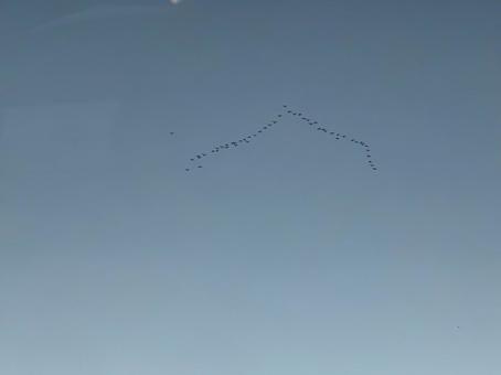 白鳥 白鳥の写真