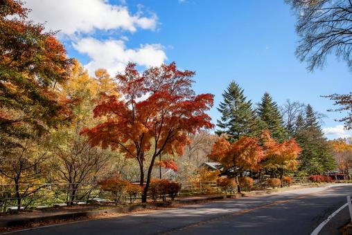 紅葉 紅葉 秋,紅葉,黄葉の写真素材
