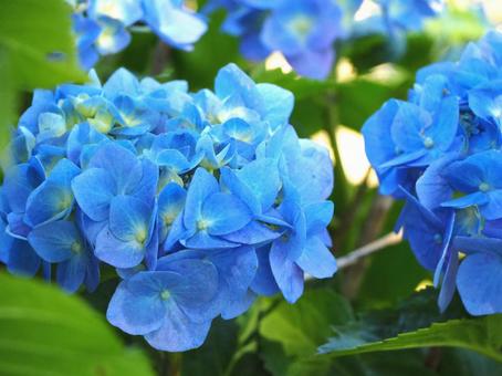 紫陽花 紫陽花の写真