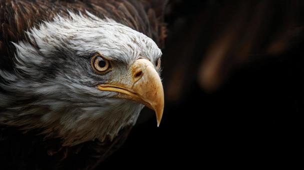 空を支配する猛禽類の王の写真