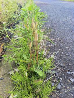 アスファルトの隙間から生えるド根性つくし つくし,土筆,春の写真素材