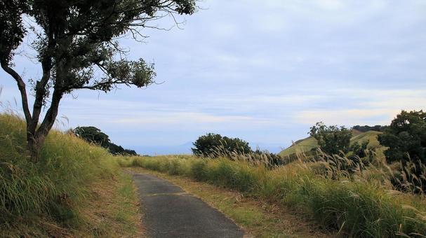 稲取細野高原のすすき野原　14 稲取細野高原,ススキ,秋の写真素材