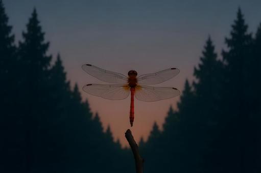 薄暮の赤とんぼの写真