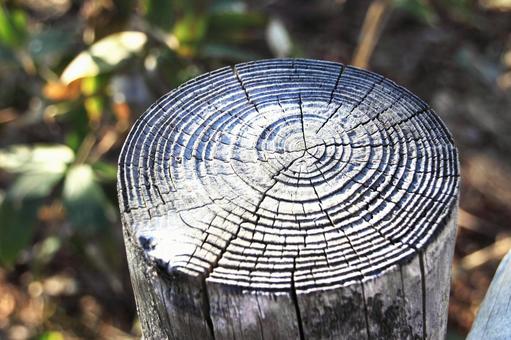 Photo, wood, stump, crack, 